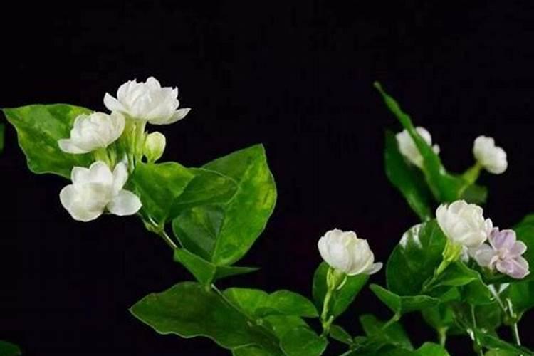 茉莉花什么时候施肥 茉莉花怎么施肥