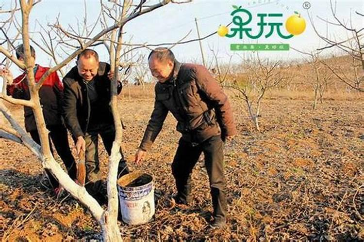 钙肥对葡萄的作用