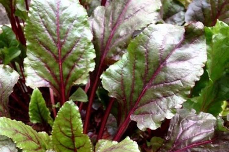 红糖为什么能做作物叶面肥