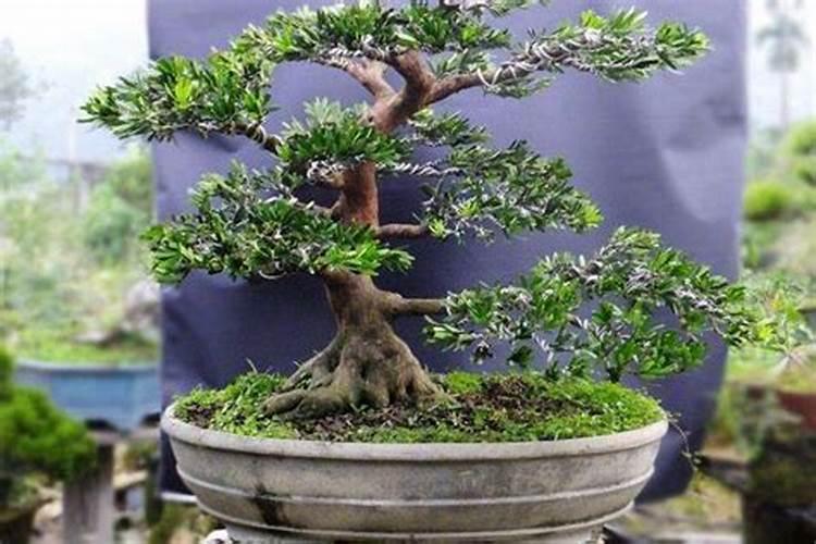 罗汉松的叶子发黄怎么办？