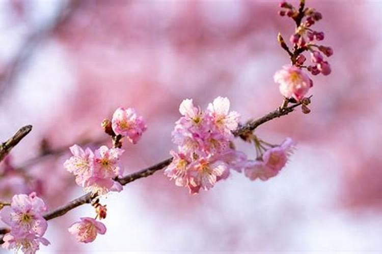 樱花施肥用什么肥料