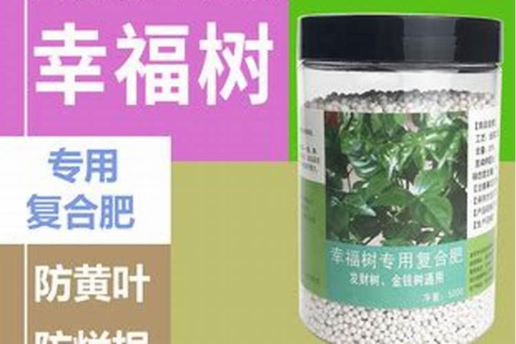 幸福树施肥的时间和用什么肥料呢 幸福树什么时候施肥