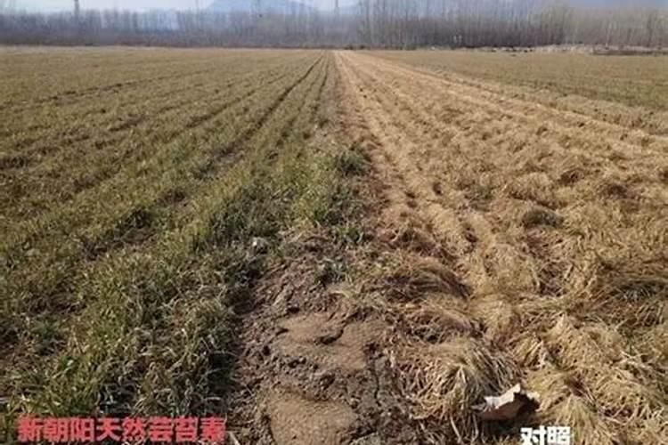 小麦什么时候喷芸苔素 如何喷施效果好