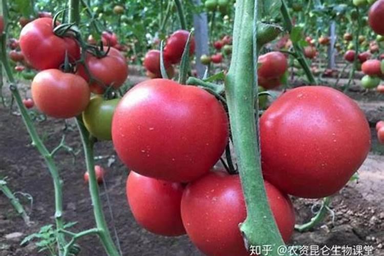 化肥中的磷起什么作用