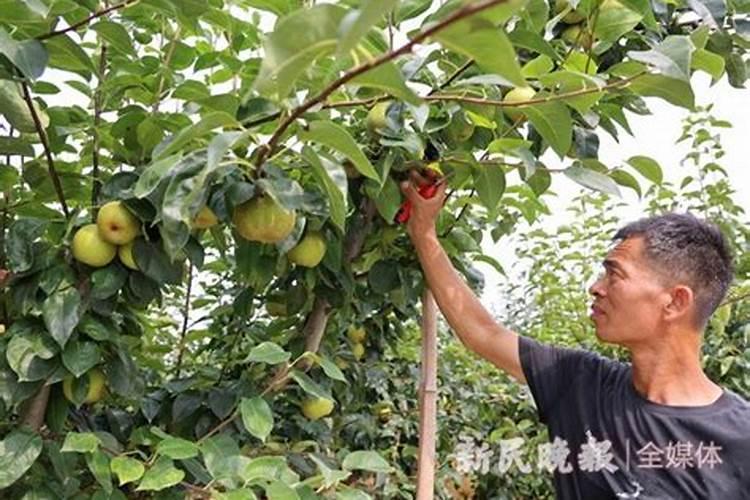 果树秋季开花的原因与防治措施是有哪些