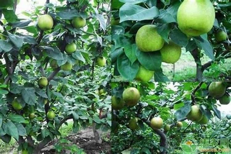 梨树一年花开两季正常吗？对来年种植有何影响？