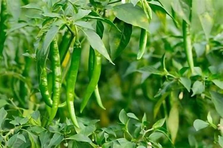 辣椒幼苗用什么肥长的快