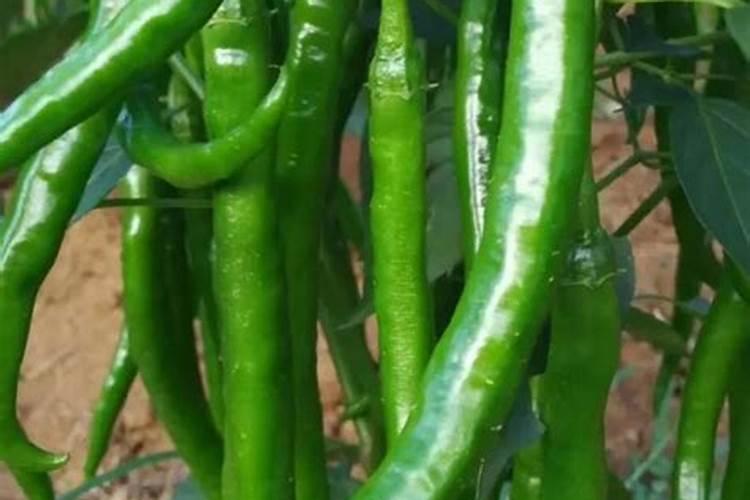 辣椒早衰还是做果期可以喷施磷酸二氢钾加尿素吗？