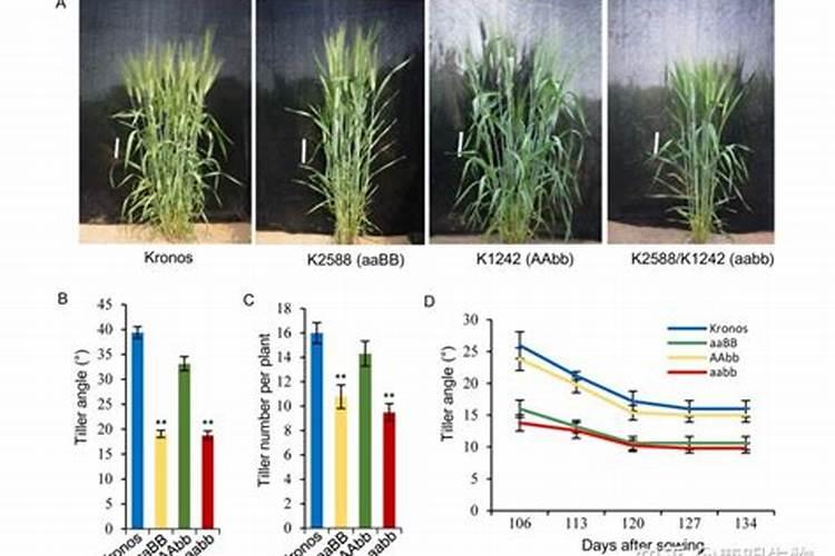 普钙怎么施肥 普通过磷酸钙如何施用