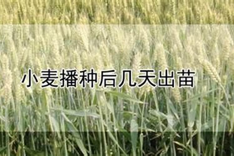 谁知道小麦返青期怎样追肥呢？