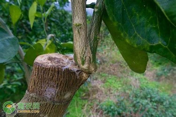 蔬菜种植补钙技巧蔬菜种植怎么补钙