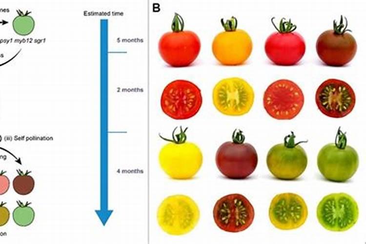 黄腐酸对作物有什么好处