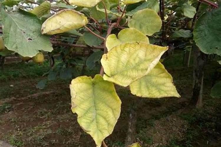 硝基复合肥的特点和作用是什么？这才是最全解答