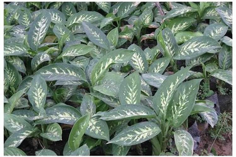 柑橘增产增收专用肥料在哪里买？柑橘抗病害专用肥料什么牌子好？