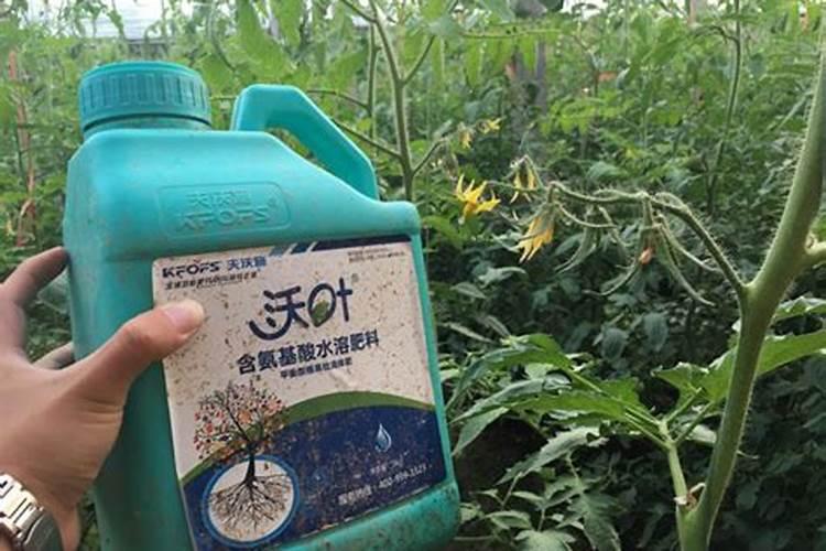 黄腐酸钾拌料栽培食用菌方法