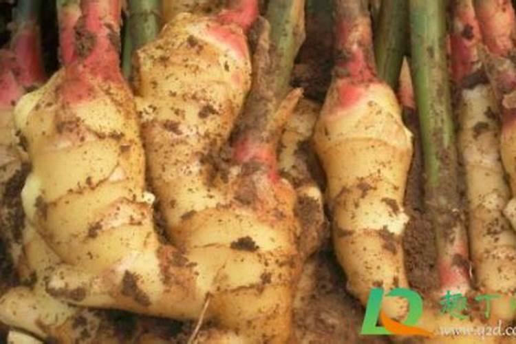 李子树施什么肥好