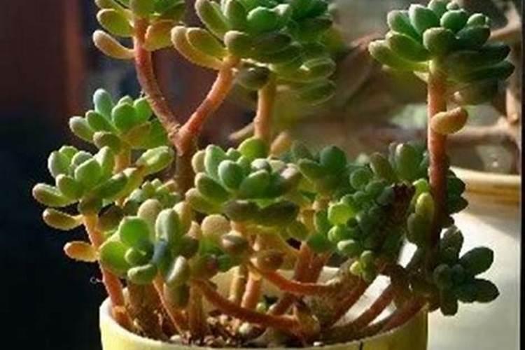 玫瑰花几天浇几次水,每次浇几毫升