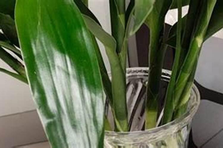 垃圾堆肥的好处