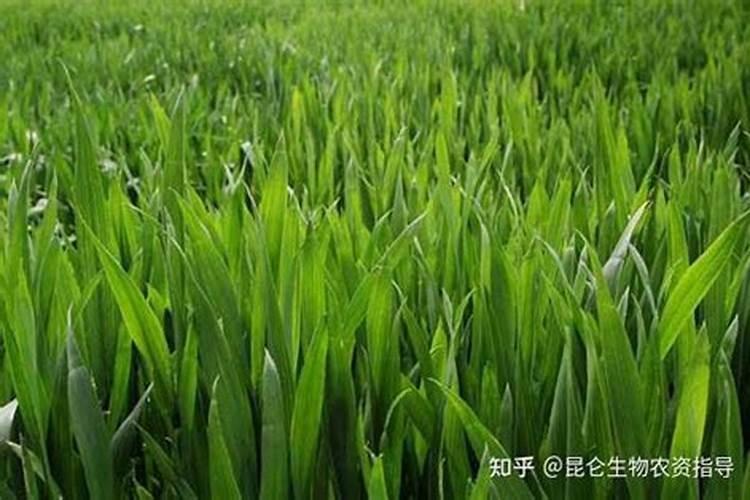 绿茶施用什么鱼蛋白肥？