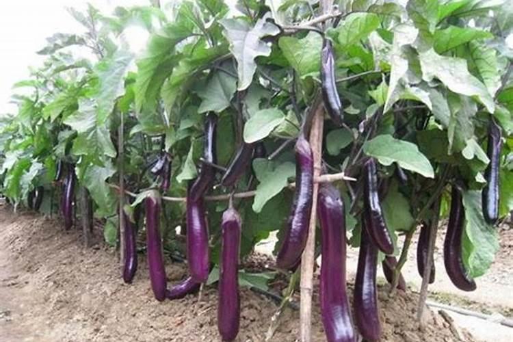 茄子上什么肥料能高产