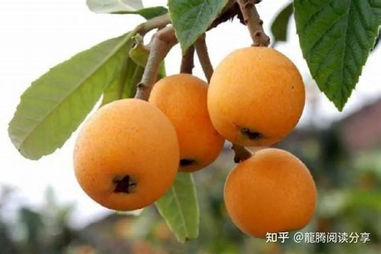 李子优质栽培高产技巧 怎么施肥浇水