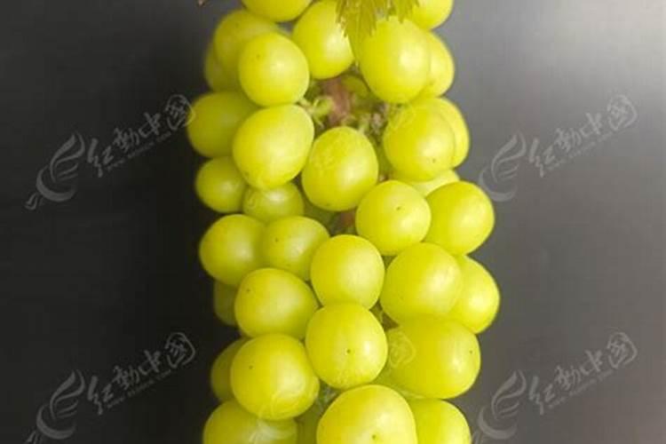 听说阳光玫瑰葡萄味道不错,有人吃过吗？