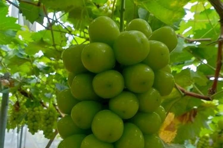 阳光葡萄能便用钙镁硼锌铁叶面肥加望揪叶面肥能混合使用吗？