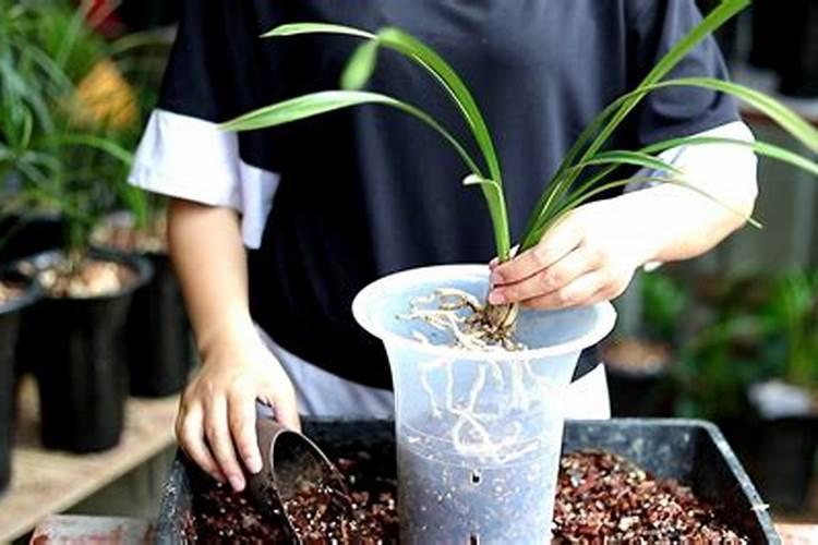 兰花用什么叶面肥最好