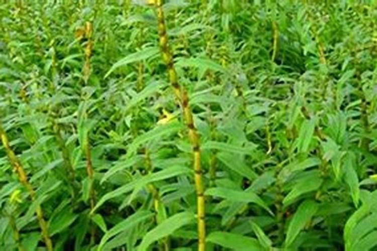 樱桃落果是什么原因造成的