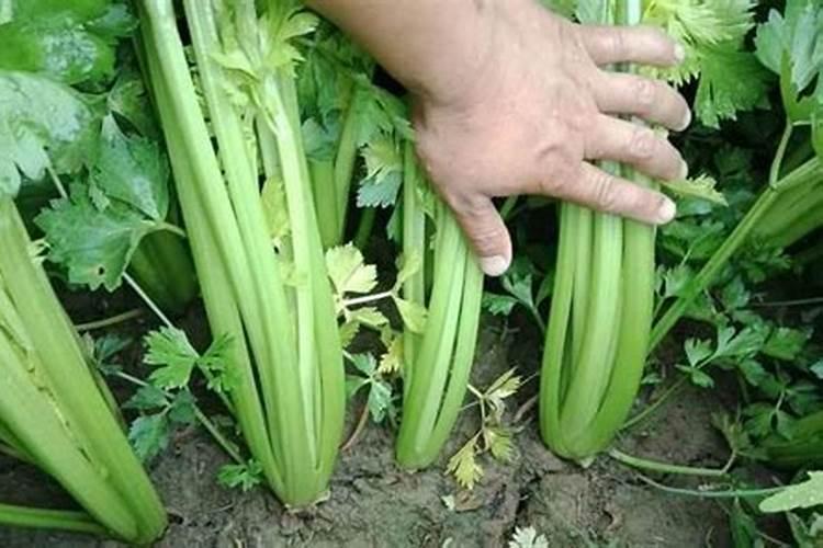 无花果掉果的原因怎样解决