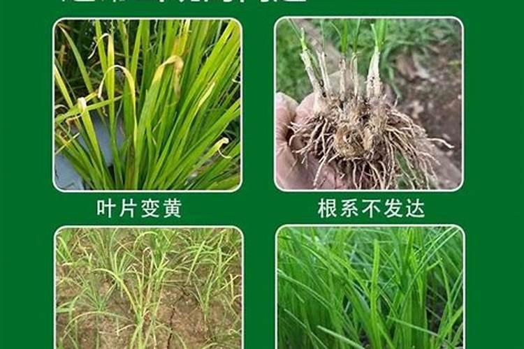 如何施用镁肥？