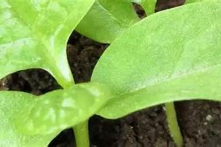 菊苣的生长周期是多长时间