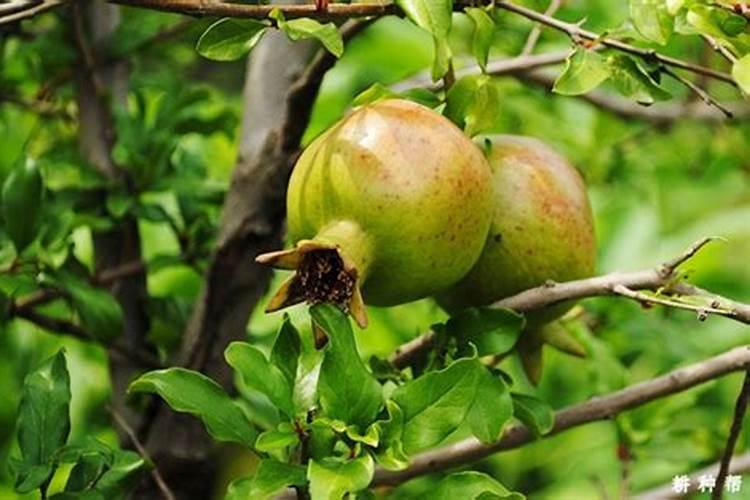 我家石榴树叶子突然变黄了,不知什么原因,怎么救？