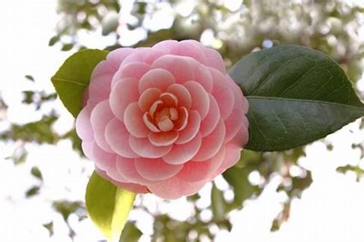 大棚蔬菜不坐果的原因是什么？