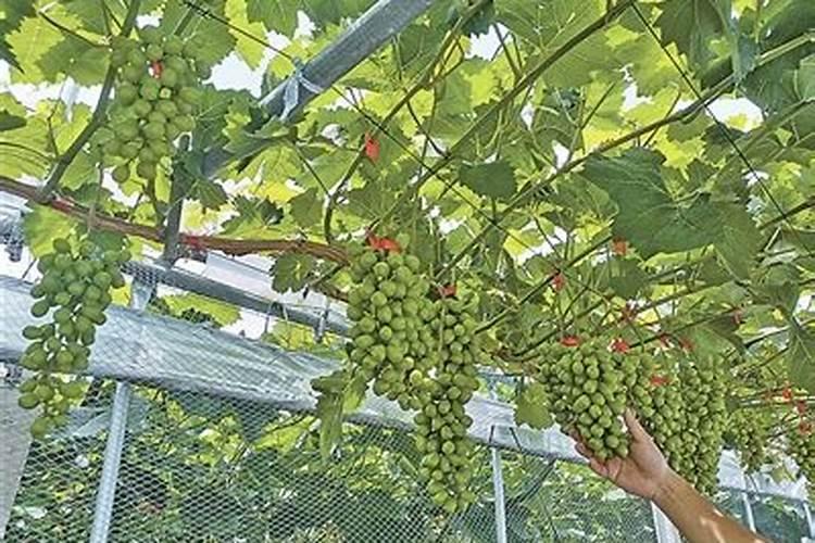 多年生的葡萄树埋深了不结果怎么办？