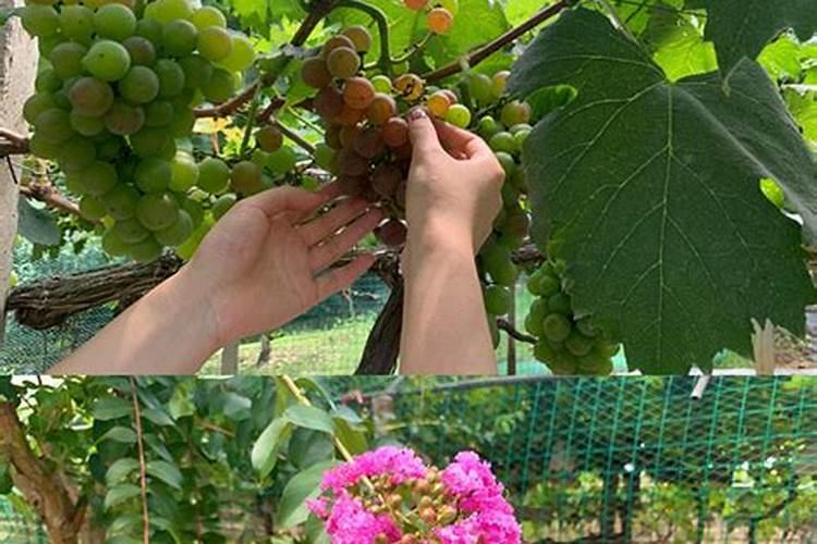 葡萄不结果是为什么