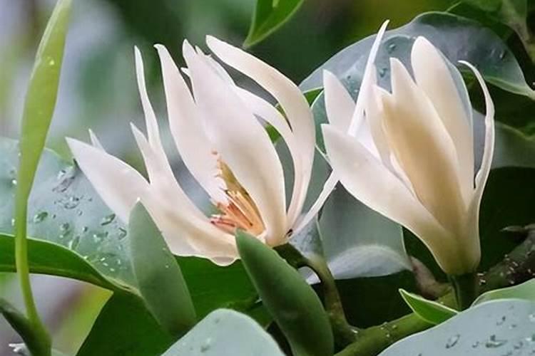 黄角兰树怎么种植方法？