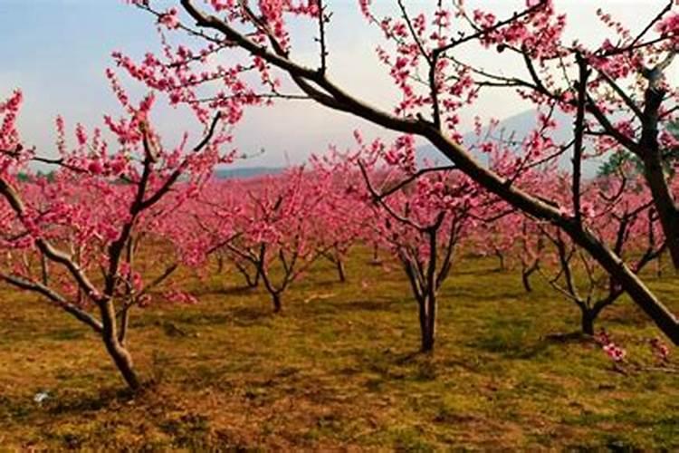 冬桃管理技巧有哪些？