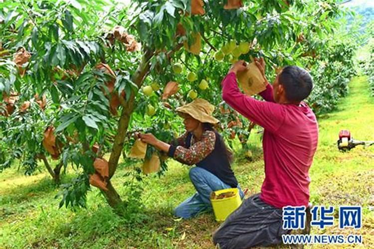 八月份冬桃的生长条件及市场价格