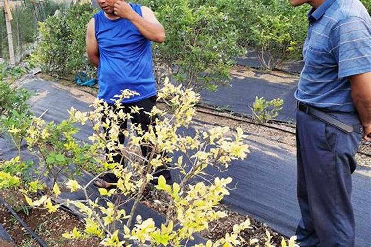 慈菇的家庭种植方法慈菇怎么种植