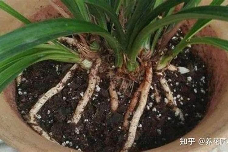 养花的磷肥有哪些