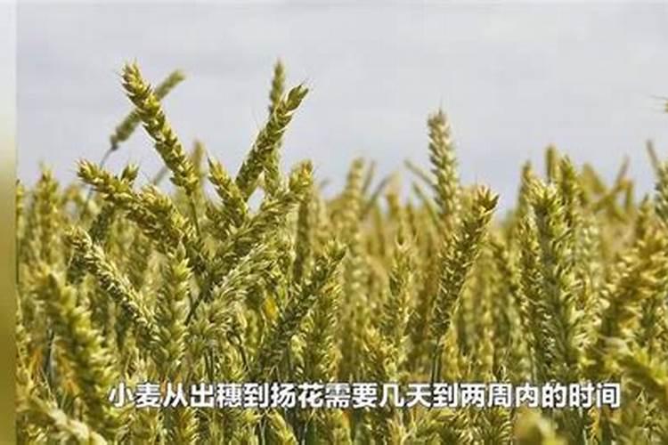 小麦追肥的最佳时期