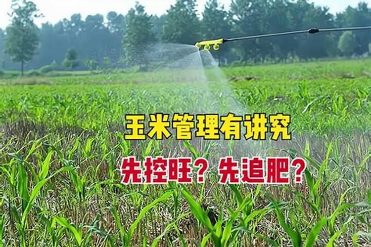 补镁应该吃什么药