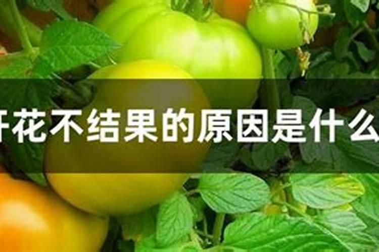 橙子种了有三年时间,但只开花不结果。是为什么？