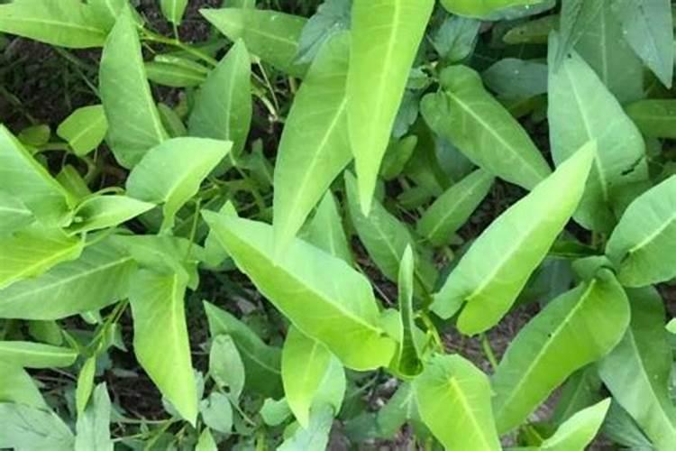 果树安全施用钙肥有哪些技术？