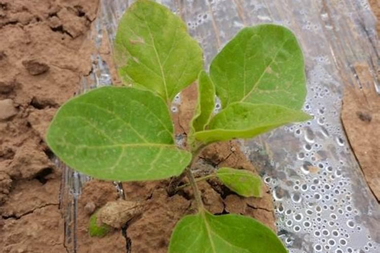 茄子叶面肥什么肥增产效果好？茄子专用磷钾肥