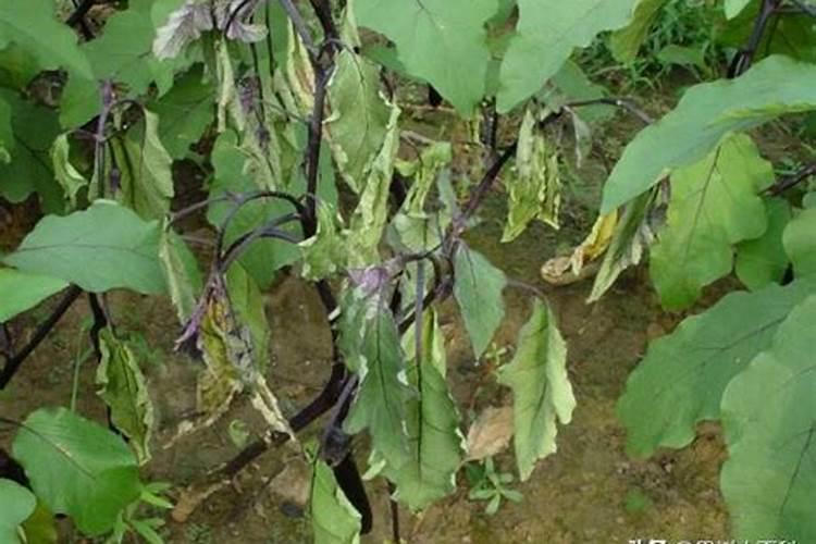 那个知道茄子青枯病有什么好药