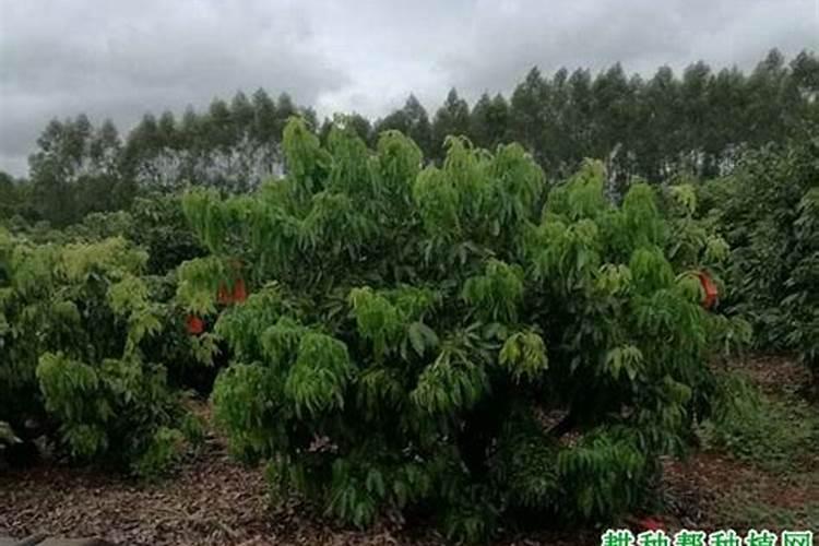我想问一下荔枝开花什么时候喷药