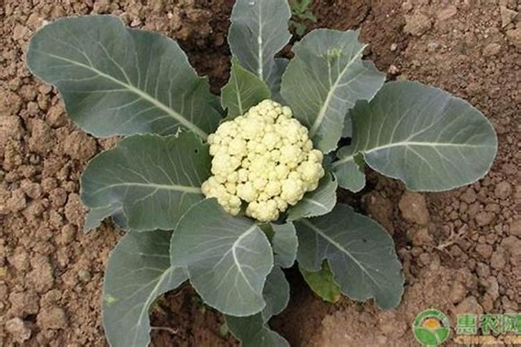 高品质花菜怎么施肥？这样做,花大味美销路好