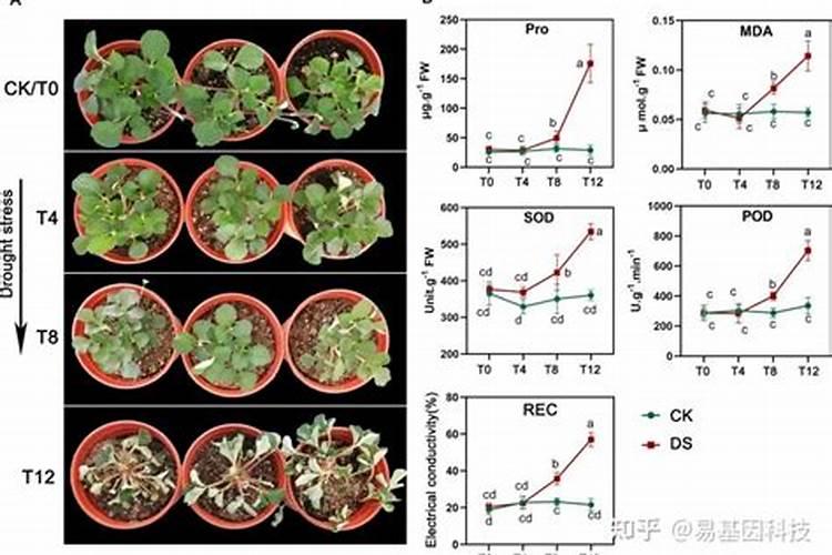 叶面肥硫酸钾有什么特性？ 乙烯利在农业上的使用方法及注意事项总结百 ...